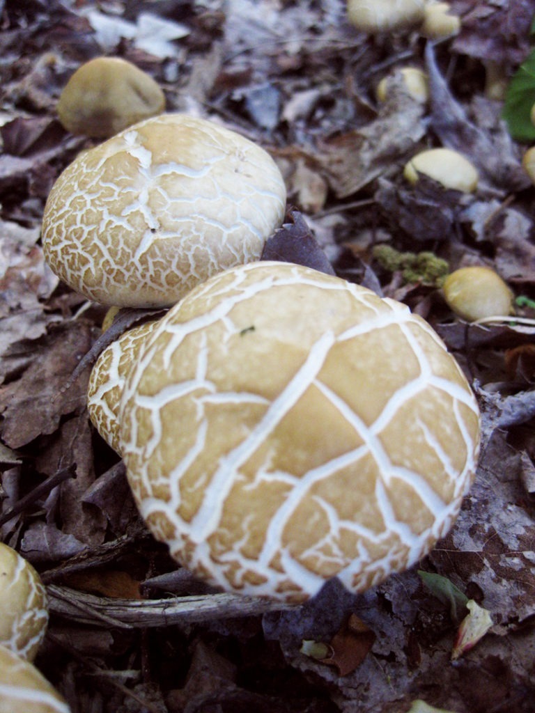 crackled mushrooms