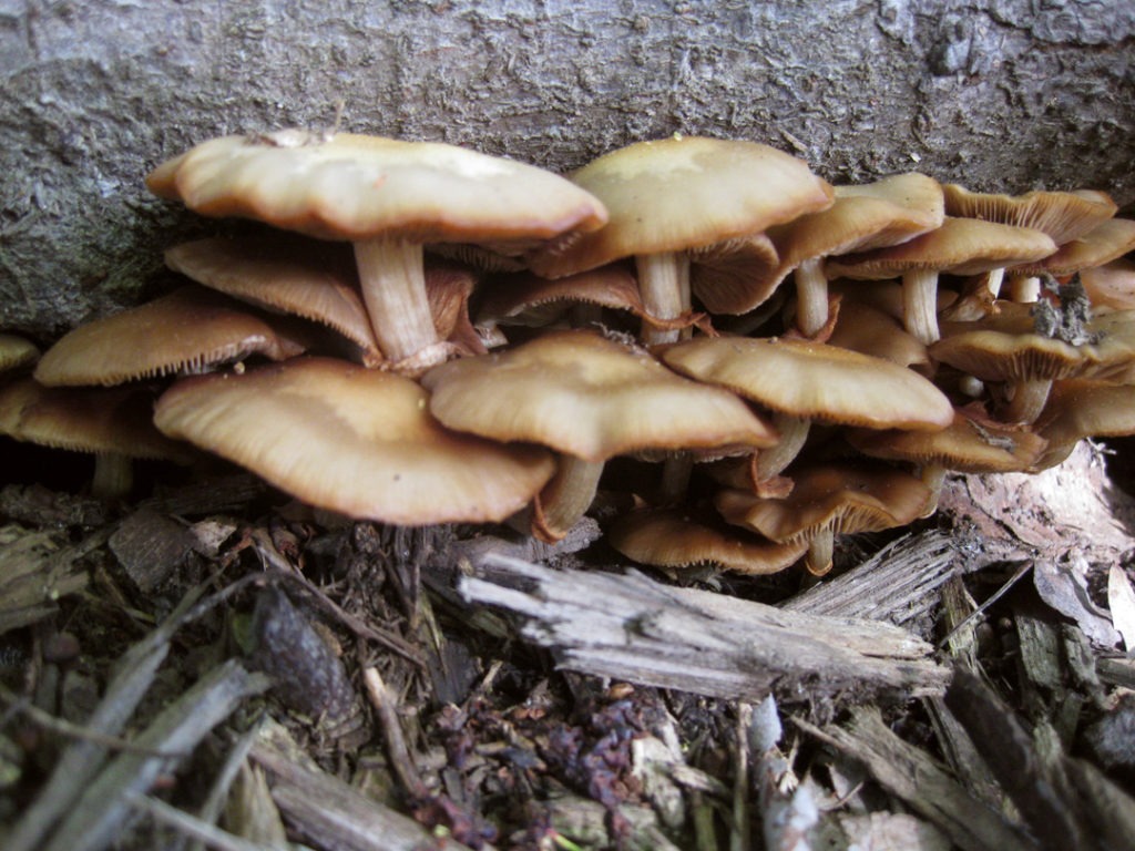 stacked mushrooms